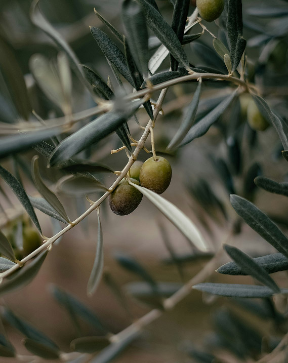 A heritage of purity and consciousness.